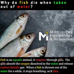 Fish Fact