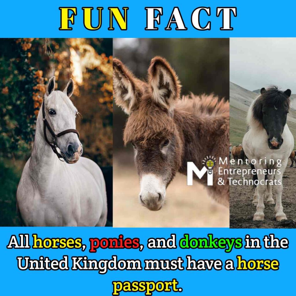 horse fun fact donkey fun fact