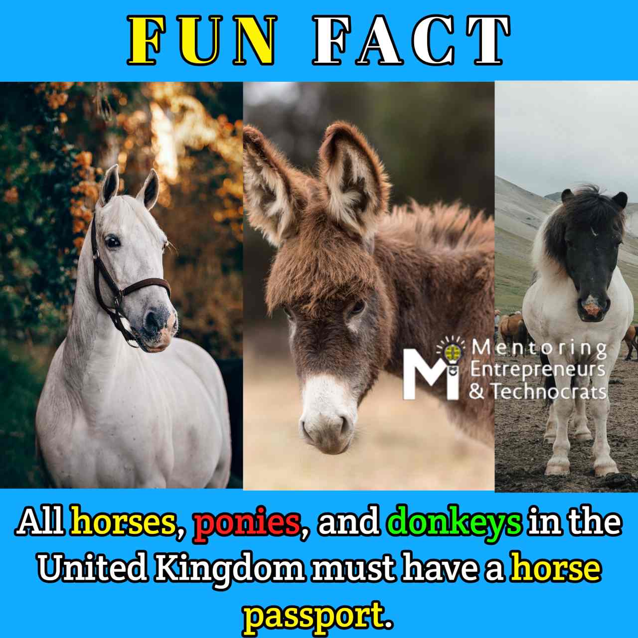 horse fun fact donkey fun fact